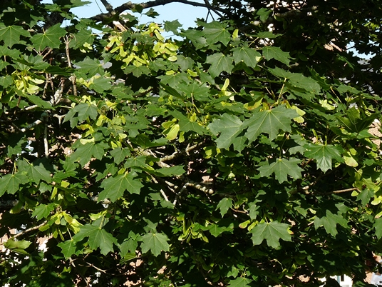 {Acer platanoides}